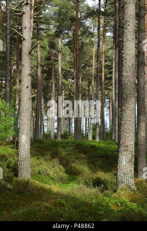 Schottische Kiefernwald, Camore Holz; Dornoch, Schottland. Großbritannien Stockfoto