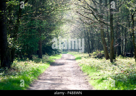 Waldwege im Sonnenlicht. Stockfoto