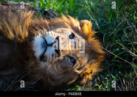 In der Nähe von Lion Head Panthera leo nach oben vom Boden Stockfoto