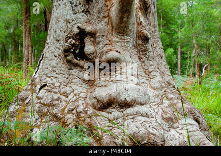 Giant Tingle Tree - Blaustein - Australien Stockfoto