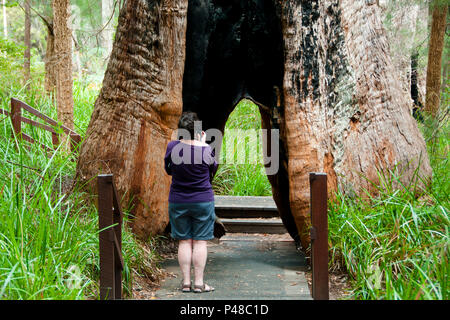 Giant Tingle Tree - Blaustein - Australien Stockfoto