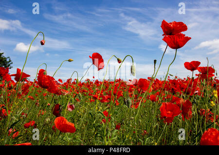 Bereich der rote Mohn unter einem wunderschönen blauen Himmel Stockfoto