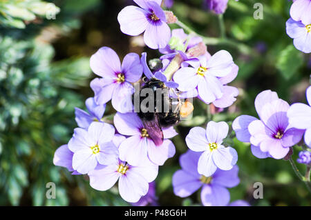 Bee Pollen zu sammeln, auf Blumen Stockfoto