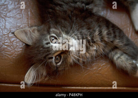 Grau tabby Katze liegend auf braunem Leder Stuhl aus einem hohen Winkel anzeigen Stockfoto