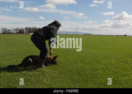 Trainer Ausbildung der Schäferhund im Feld Stockfoto