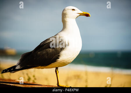 Seagull Portrait auf den Ufern von Portimao, Portugal. Stockfoto