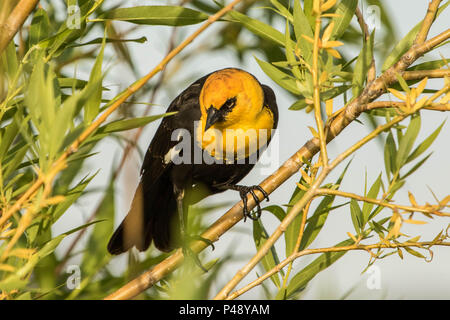 Ein männlicher Gelb Blackbird vorangegangen Stockfoto