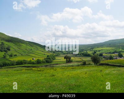 Blick über Buttercup Feld toThwaite Yorkshire Dales National Park auf einem schönen Juni Tag Yorkshire Dales National Park auf einem schönen Juni Tag Stockfoto