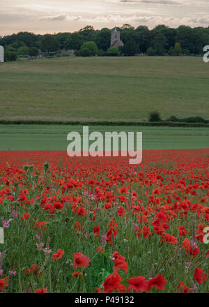 Ein Teppich aus roten Mohnblumen auf einem Feld bei Sonnenuntergang in der Nähe von Dane End, Hertfordshire, England Stockfoto