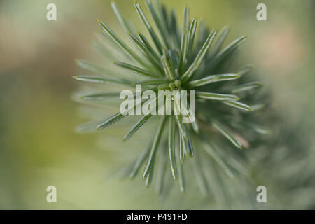 Flauschige Stockfoto