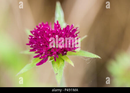 Eine Nahaufnahme von einem mazedonischen scabious (knautia-macedonica-) Blütenstand Stockfoto