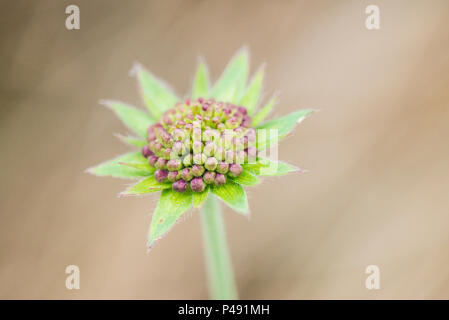 Eine Nahaufnahme von einem mazedonischen scabious (knautia-macedonica-) Blütenstand in der Knospe Stockfoto