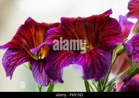 Eine gemalte Zunge Royale Serie Blume (Salpiglossis sinuata Royale Serie) Stockfoto