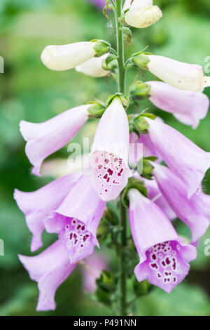 Ein Fingerhut (Digitalis purpurea Excelsior Excelsior Gruppe) Stockfoto