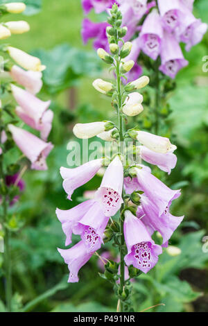 Ein Fingerhut (Digitalis purpurea Excelsior Excelsior Gruppe) Stockfoto