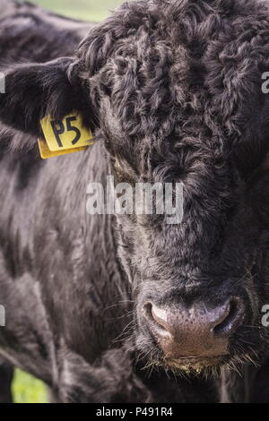 Schließen Sie herauf Bild eines schwarzen Stier auf einem ländlichen Bauernhof in Neuseeland. Stockfoto