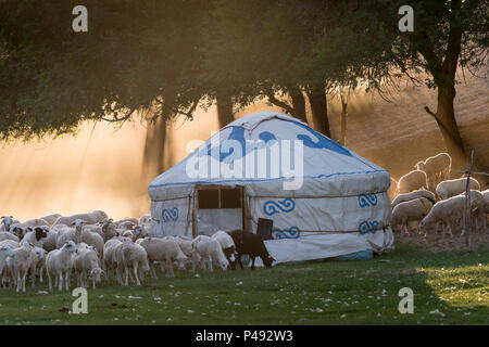 Eine Herde Schafe in einer nächtlichen getrieben werden im sommer wiese camp Corral, der Inneren Mongolei, China Stockfoto