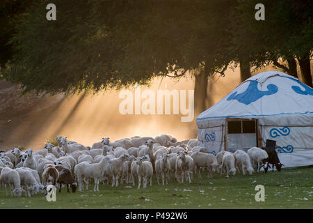 Eine Herde Schafe in einer nächtlichen getrieben werden im sommer wiese camp Corral, der Inneren Mongolei, China Stockfoto