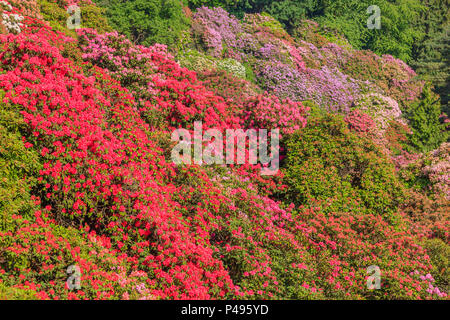 Das Tal der Blumen rhodondendros im Naturschutzgebiet der Burcina Park in Pollone/Biella/Piemont/Italien Stockfoto