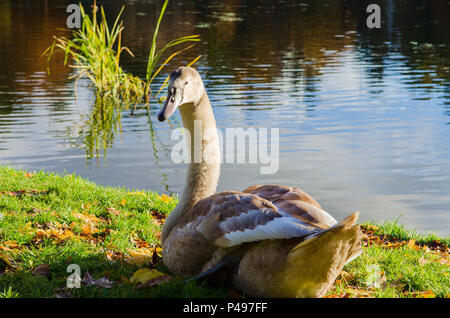 Mount Stewart Herbstfarben Boating Lake County Down Nordirland Stockfoto