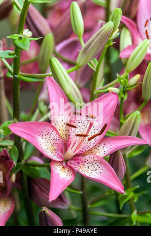 Asiatische Lilie, Lilium' Trogon", Lilien Stockfoto