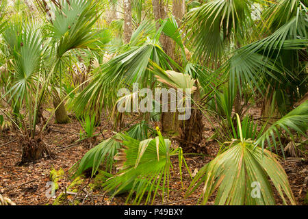 Wald entlang Nature Trail, Lake Woodruff National Wildlife Refuge, Florida Stockfoto