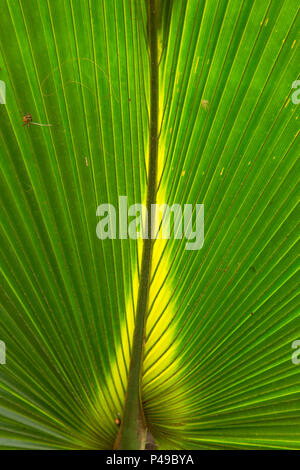 Kohl Palme Wedel, Lake Woodruff National Wildlife Refuge, Florida Stockfoto