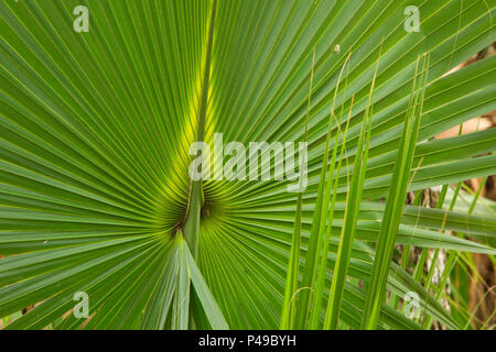 Kohl Palme Wedel, Lake Woodruff National Wildlife Refuge, Florida Stockfoto