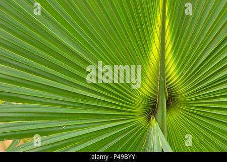 Kohl Palme Wedel, Lake Woodruff National Wildlife Refuge, Florida Stockfoto