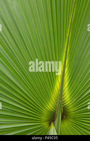 Kohl Palme Wedel, Lake Woodruff National Wildlife Refuge, Florida Stockfoto