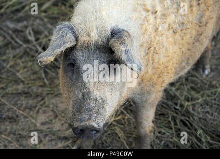 In der Nähe von einem Hungarain Mangalica Schwein Stockfoto