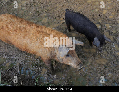 Zwei Hungarain Mangalica Schweine gehen um im Schlamm Stockfoto