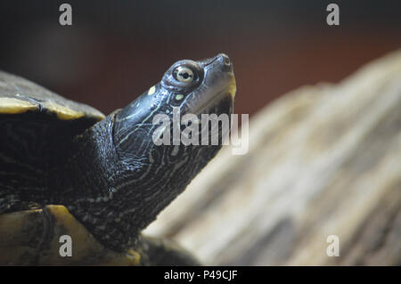 Gemalte Schildkröte auf einem Baumstamm Stockfoto