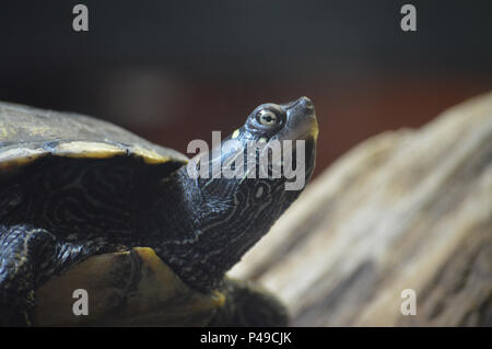 Gemalte Schildkröte auf einem Baumstamm Stockfoto