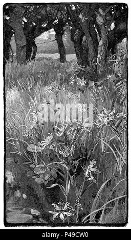 1883 Gravur von einem Feld von Ragged-Robin (Lupinus flos-cuculi), von eine Illustration von Alfred Parsons. Stockfoto