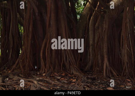 Hill's Weinen Feigenbaum (Ficus Microcarpa Hillii) Stockfoto