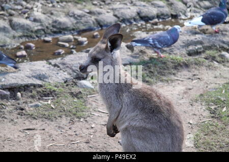 Eastern Grey Kangaroo Joey entlang Creek - Bett (Macropus giganteus) Stockfoto