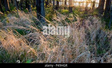 Wind plätscherte lange Gräser unter Bäumen, Dore Lake, Saskatchewan, Kanada Stockfoto