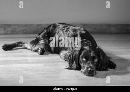 Spaniel ruht auf Bodenplatte aus Holz Stockfoto