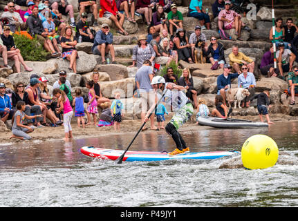 Wettbewerber Rennen im standup paddleboard Ereignis; Fibark River Festival; Arkansas River; Salida, Colorado, USA Stockfoto