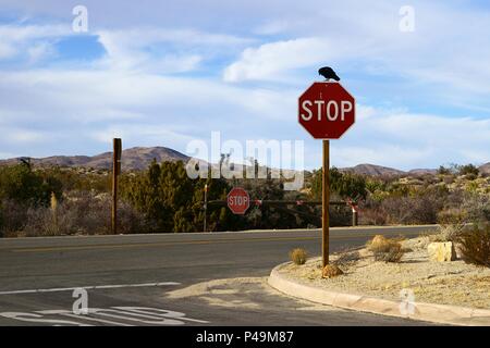 Eine Krähe saß auf einem Stoppschild neben der Straße in Joshua Tree National Park, USA. Stockfoto