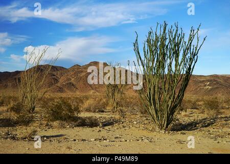 Ocotillo Kakteen in Joshua Tree National Park, USA. Stockfoto