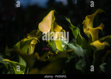 Gelbe Calla Lilien im Garten. Stockfoto