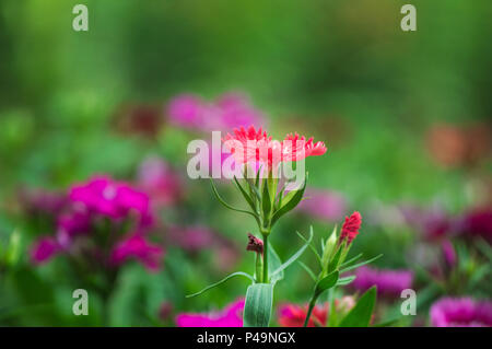 Dianthus Blume (Sweet William) blüht im Garten Stockfoto