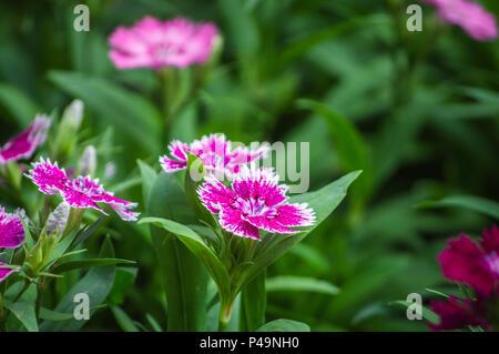 Dianthus Blume (Sweet William) blüht im Garten Stockfoto