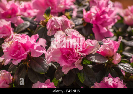 Azalea, Rhododendron Blumen in Chiang Rai, Thailand. Stockfoto