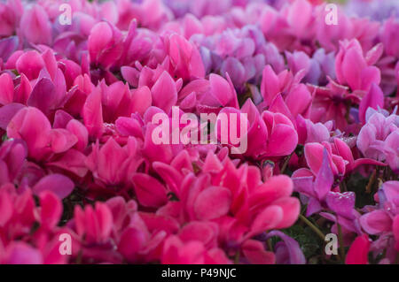 Schöne cyclamen Blume im Garten Stockfoto