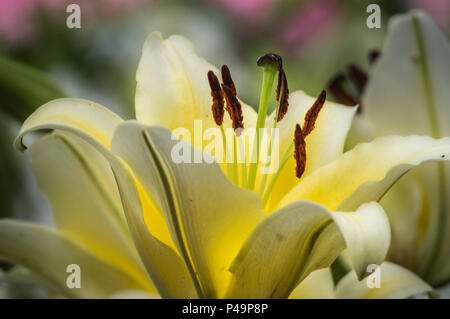 Lily, schöne Lilie im Garten Stockfoto