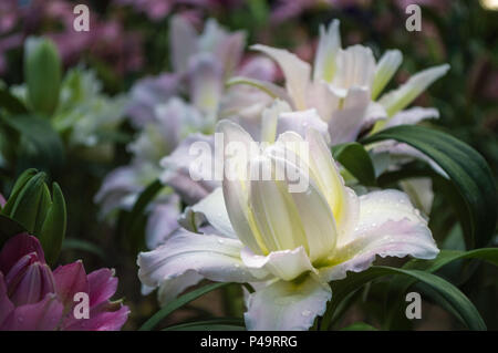 Lily, schöne Lilie im Garten Stockfoto