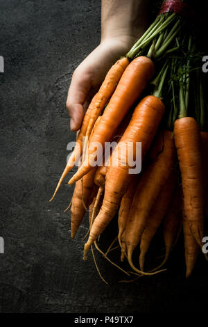 Weibliche Hände halten Organische Nantes Karotten. Frische Superfood Gesund Essen Konzept. Stockfoto